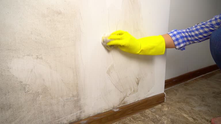 Best Mold Damage Restoration  in USA